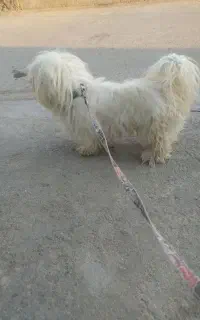 سگ پاکوتاه