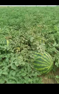 هندوانه پوست نازک صادراتی
