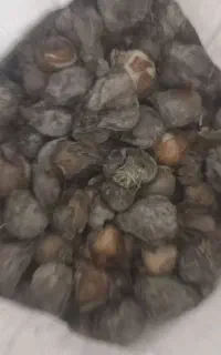 پیاز گل نرگس
