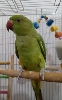طوطی گمشده