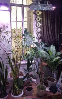 گل گیاه سالم وخونگی ترجیحا یکجا