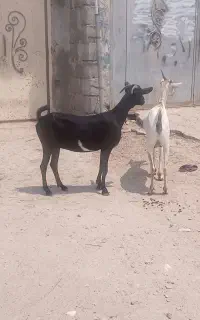 بزآبستن