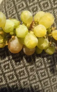 غوره وسبزی پاک می کنیم