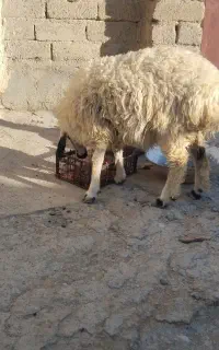 بره گمشده