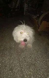گمشده