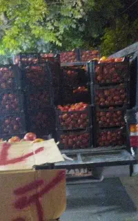 گوجه قوچان درجه یک