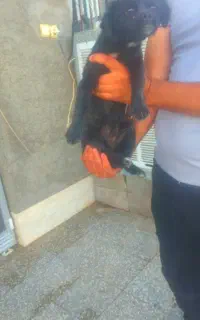 جفت سگ پاکوتاه