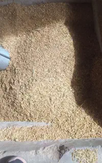 بوجاری گندم و جو