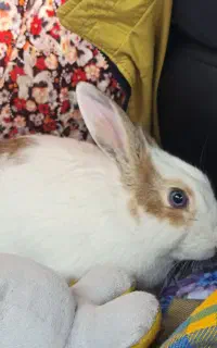 خرگوش