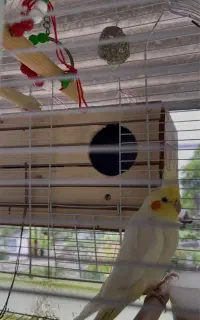 فروش عروس هلندی نر و ماده