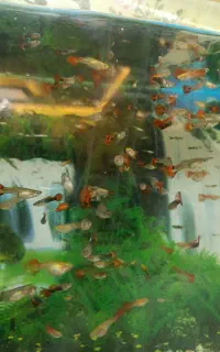 ماهی کپی سالم سرحال