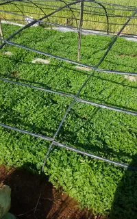 نشا گوجه فرنگی روستای گرگان