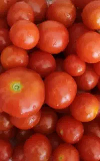 گوجه محلی(گیلاسی)