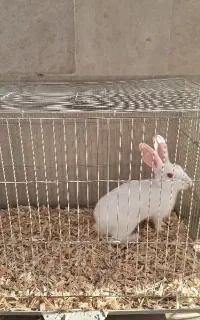 خرگوش