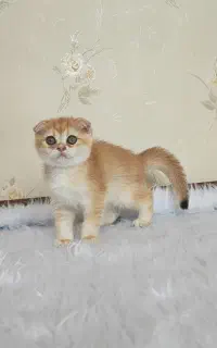 گربه توله اسکاتیش گلد NY12 (عکس واقعی)
