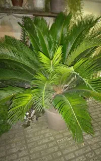 سیکاس