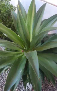 گلهای زیبا