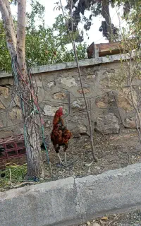 خروس و مرغ لاری