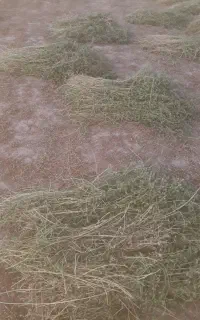 بیده فله پرس
