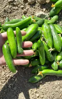 خیار ،خیارشور