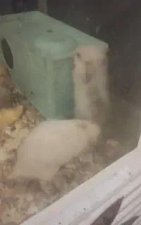 همستر
