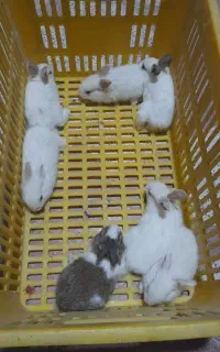 بچه خرگوش ناز