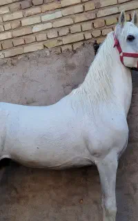 اسب یکسر عرب