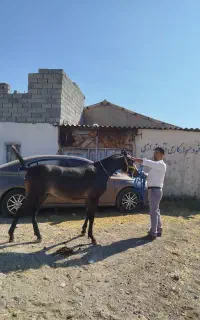 یک راس کُرّه نریان کُرد 15ماهه پنج دونگ