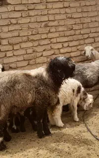 میش بره
