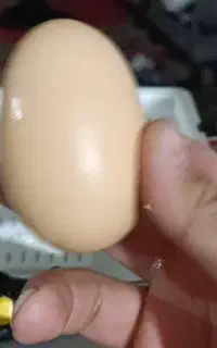 تخم مرغ لاری