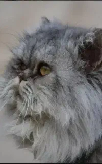 گربه پرشین نر