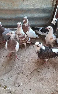 کبوتر