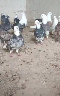 کبوتر هفت رنگ