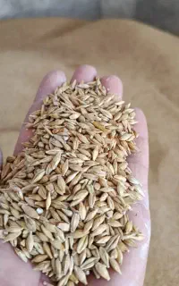 جو محلی برمیدارم آلرام