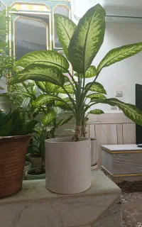فروش گل دیفن