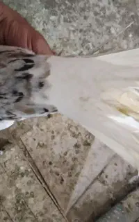 مایدوم ۱۶ دم نر درشت کمر بالا