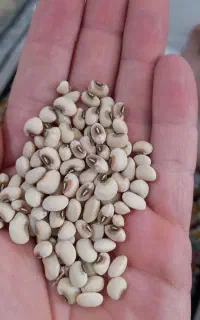 لوبیا چشم بلبلی. ساری گوز ماس
