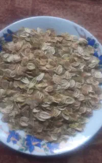 گلپر