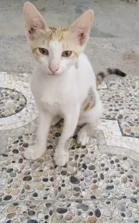 واگذاری بچه گربه