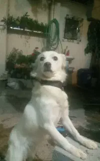 سگ روباهی پا کوتاه