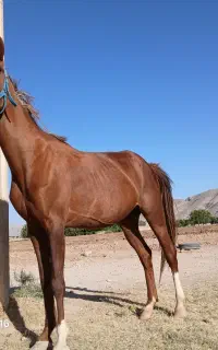 اسب مادیان دو خون عرب خوزستان دره شوری