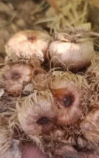 خرید و فروش بذر زعفران