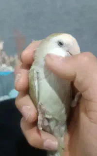 کوتوله گمشده