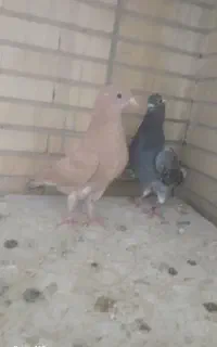 جوجه دورگ،سفید چش نوک،دمگیر