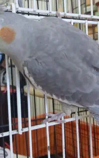 یک عدد عروس فول سخنگو ودستی نر