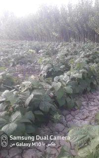 فروش لوبیا سبز