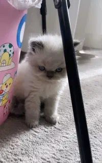 گربه