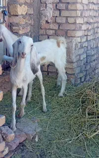 بز با کره رگا شده