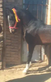 دو راس نریان کرد