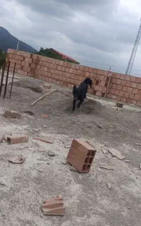 سگ پاکوتاه مشکی